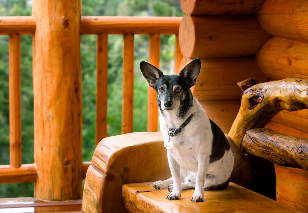 A Guide to the Best Pet-Friendly Hotels