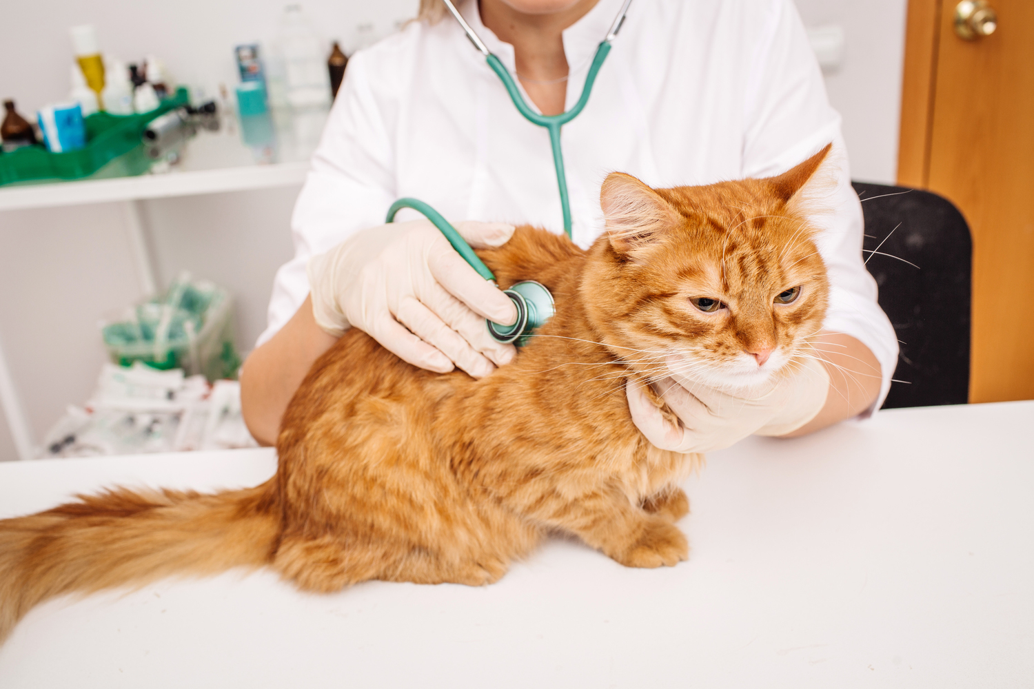 Feline Diabetes: Causes and Symptoms