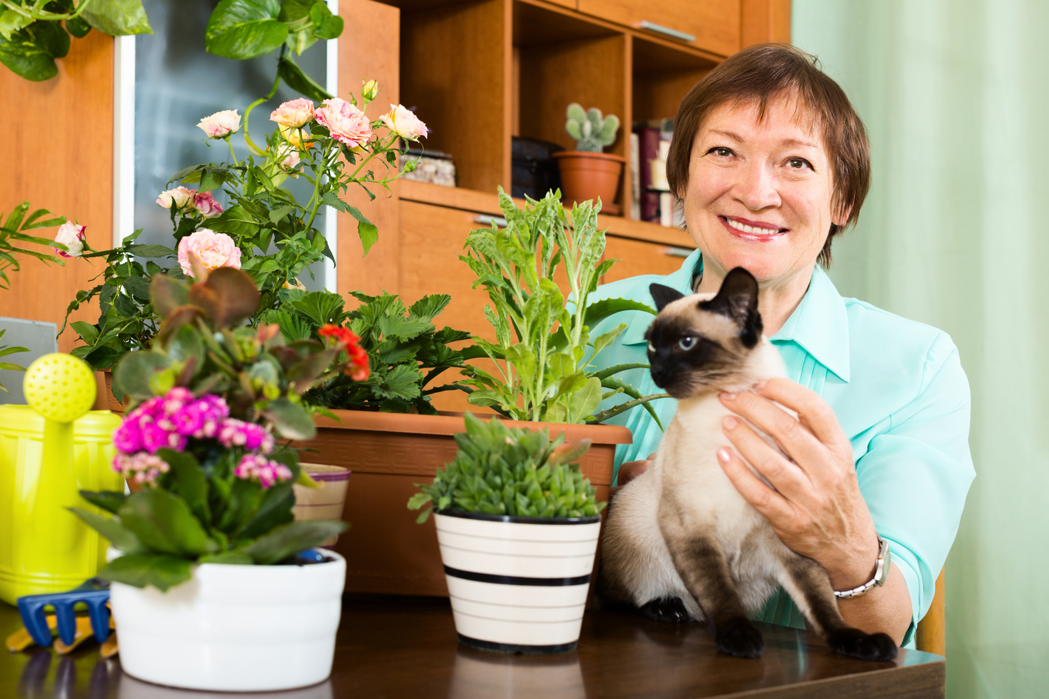 Some Common Toxic Houseplants for Cats