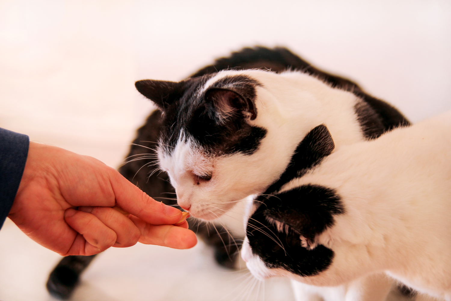 Recipes for Homemade and Healthy Cat Treats