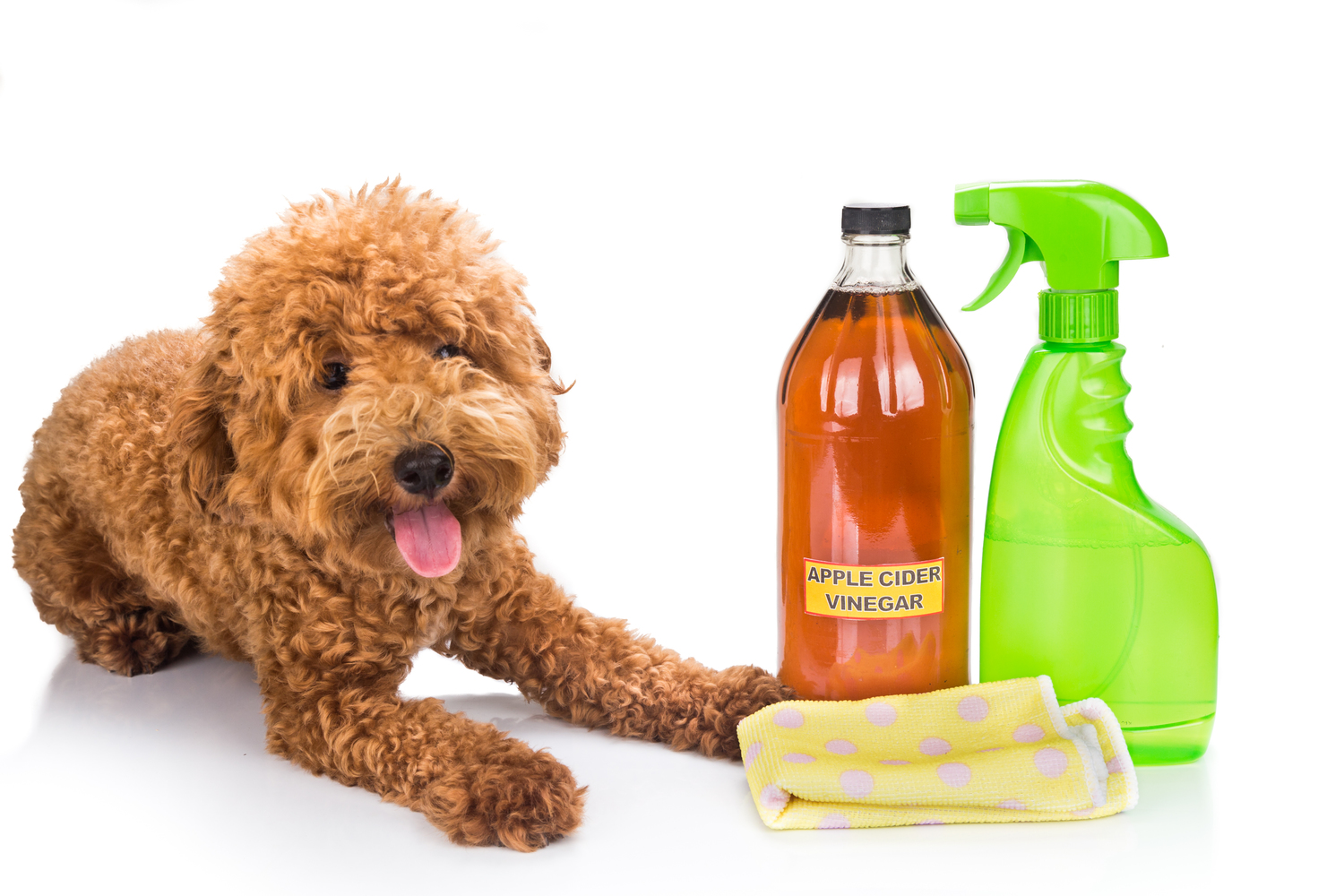 Top Natural Flea Prevention Products