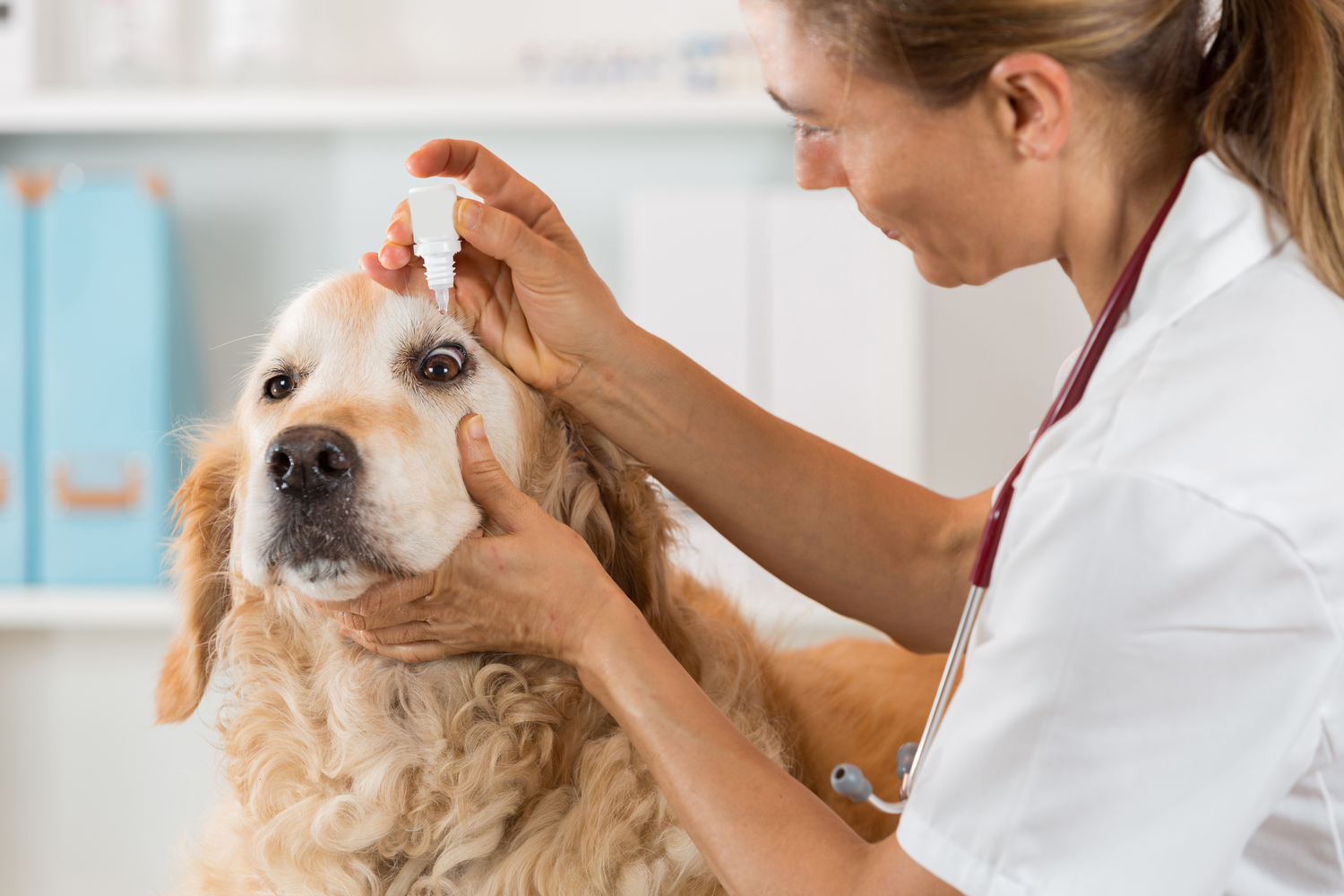 Useful Tips for Buying Pet Medications Online