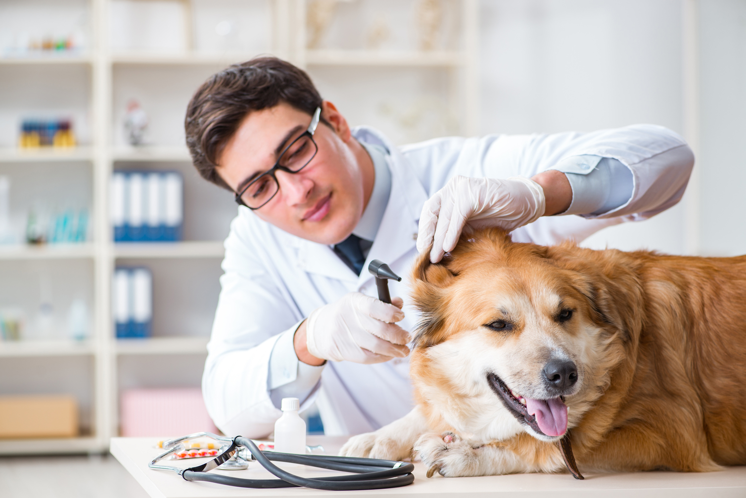 4 Natural Flea and Tick Prevention Methods for Dogs